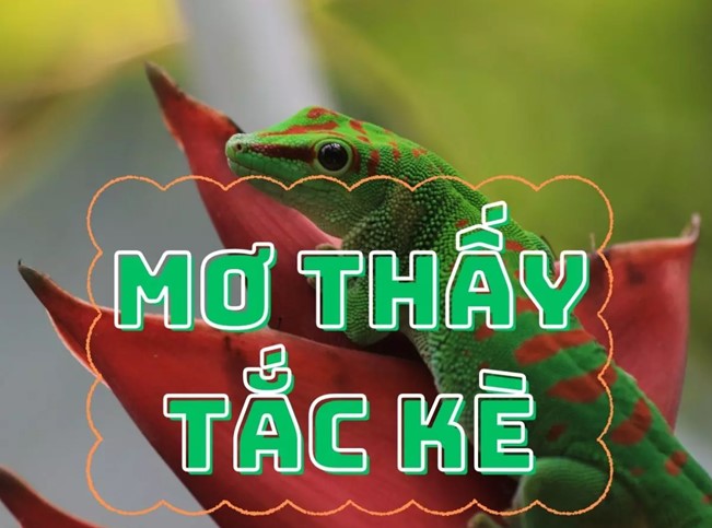 Ngủ mơ thấy tắc kè đánh con gì? - Ý nghĩa giấc mơ thấy con tắc kè