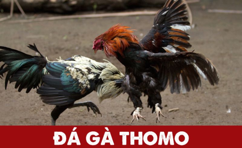 Đá Gà Thomo – Một Số Quy Tắc Đá Gà Tại Nhà Cái C54