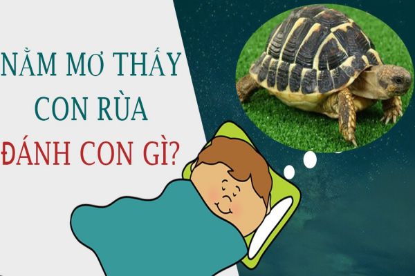 Giải Mã Nằm Mơ Thấy Rùa Đánh Số Mấy Chắc Thắng 100%