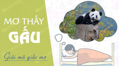 Ý Nghĩa Về Giấc Mơ Thấy Con Gấu Và Những Con Số Thần Tài