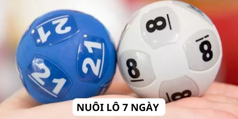 Tổng Hợp Các Cách Nuôi Lô Khung 7 Ngày, Vào Tiền Hiệu Quả