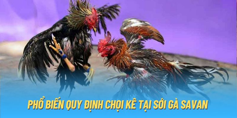 Chi tiết về luật thi đấu của sới gà Savan