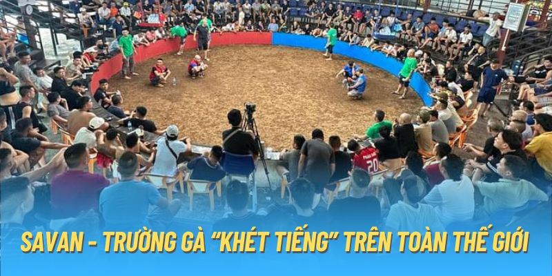 Quy tắc thi đấu có tại sới gà Savan là gì?