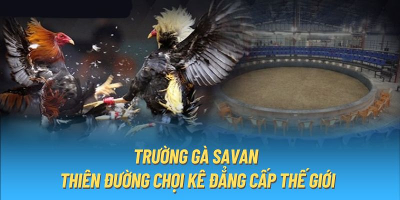 Sới Gà Savan – Địa Điểm Diễn Ra Các Trận Đấu Nảy Lửa