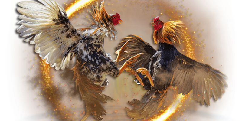 Kinh nghiệm đá gà nên biết