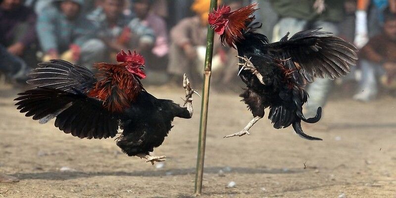 Giao diện đá gà cực chất