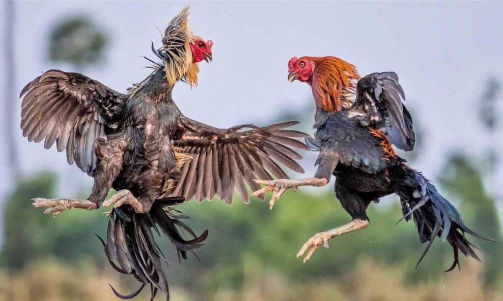 Đá Gà Mỹ Thông Tin Quý Người Tham Gia Cần Nắm Bắt