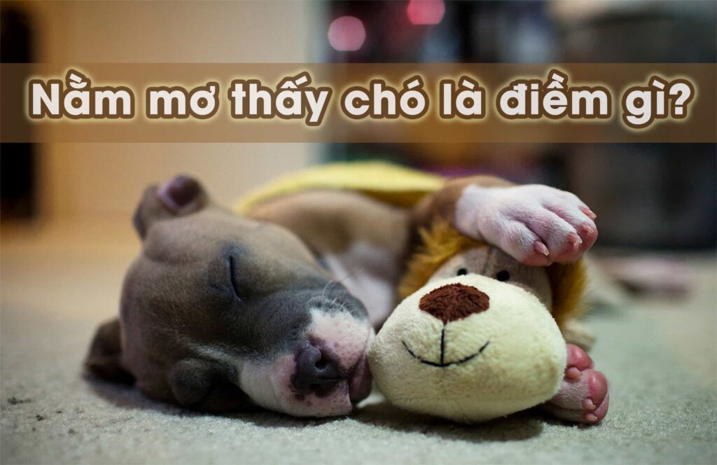 Điềm Báo Của Giấc Mơ Thấy Chó Mang Lại Cho Bạn Điều Gì