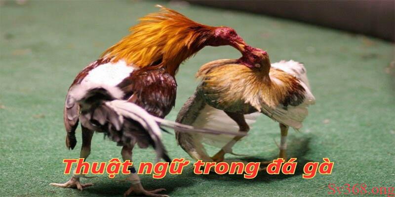 Các Thuật Ngữ Trong Đá Gà Dành Cho Newbie Mới Nhất 2025