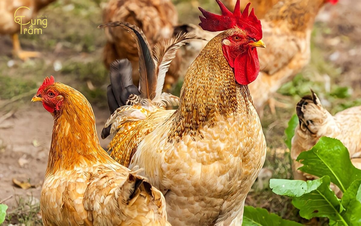 a group of chickens in a field