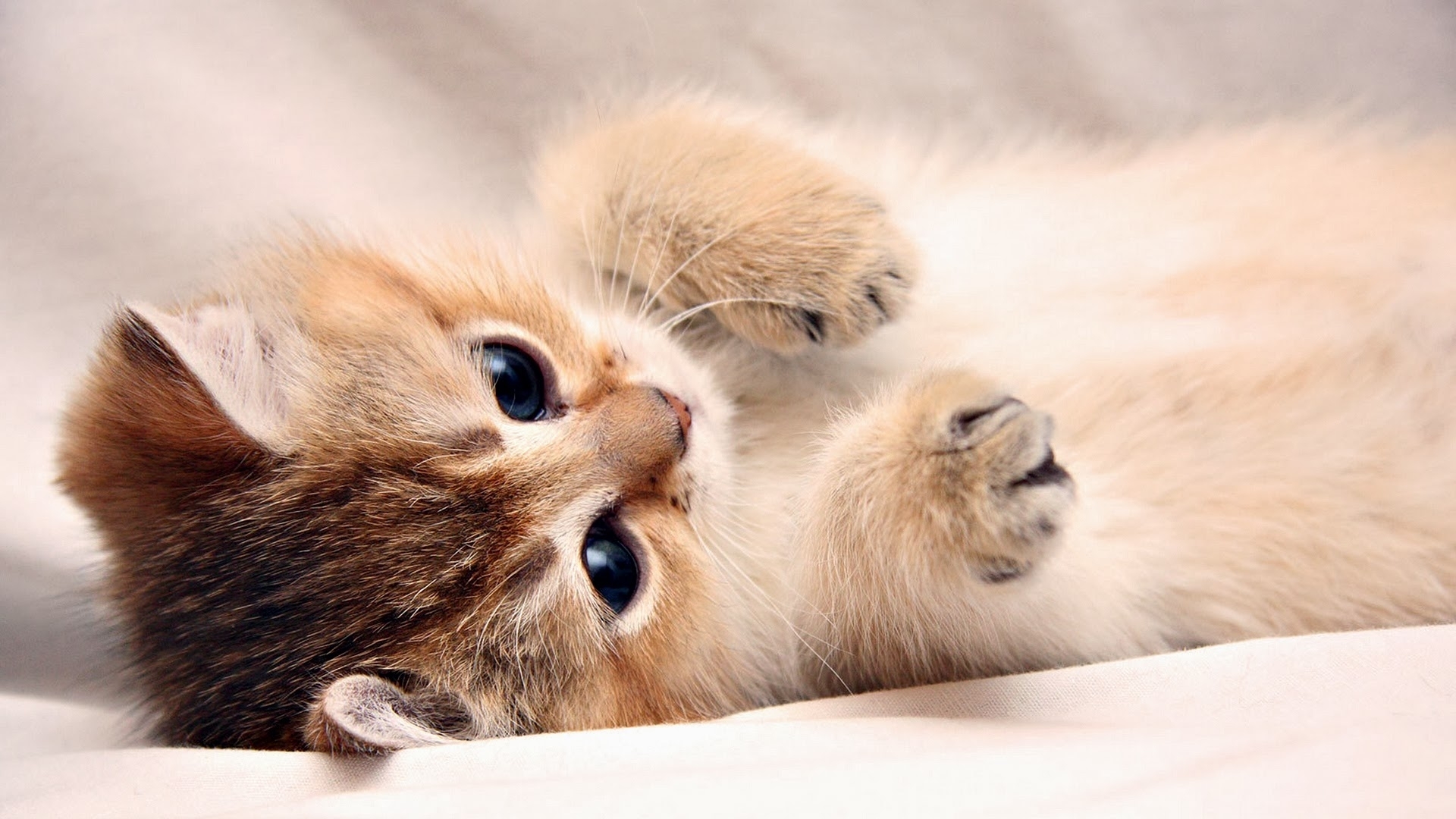 Giải mã giấc mơ thấy mèo