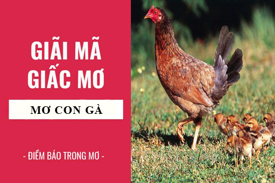 giải mã giấc mơ thấy gà